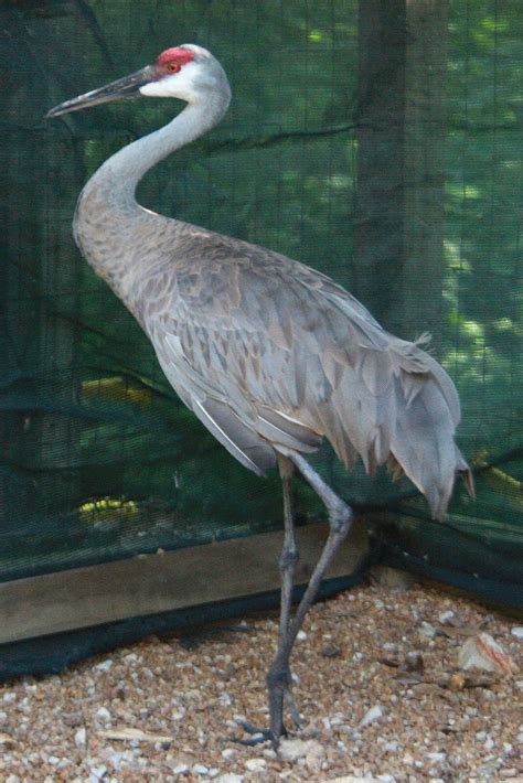 World Bird Sanctuary Sandhill Cranes At World Bird Sanctuary