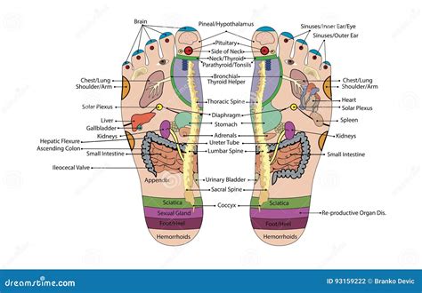 Foot Reflexology Chart Stock Illustration 67583524