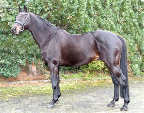 Pedigree for nightshade, photos and offspring from the all breed horse pedigree database. Hessen stallion Stargate. This warmblood comes originally ...