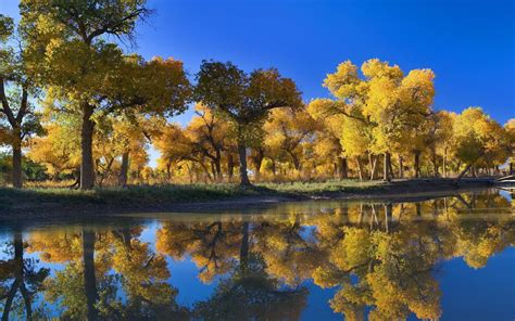 Yellow Trees And Lake During Daytime Hd Wallpaper Wallpaper Flare