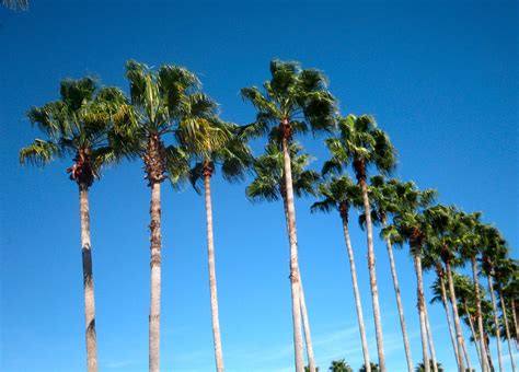 Royal Palms Orlando Florida Florida Palm Trees Beautiful Tree