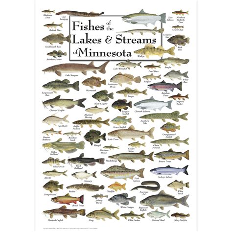 Fishes Of The Lakes And Streams Of Minnesota Poster