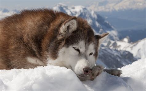The alaskan malamute is an extremely friendly, large breed. Alaskan Malamute Wallpapers - Wallpaper Cave