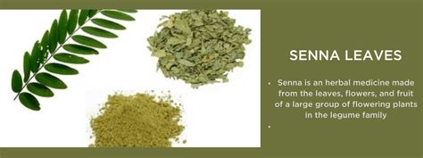 Senna Leaves Health Benefits Uses And Important Facts Potsandpans India