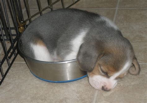 Wybierz z szerokiej gamy podobnych scen. blue tri colour beagle ~ ~ HAVE NEVER SEEN A TRI BEAGLE ...