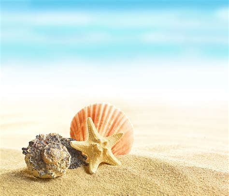 Starfish And Shell At The Beach Summer Beach Sand Shells Seashells