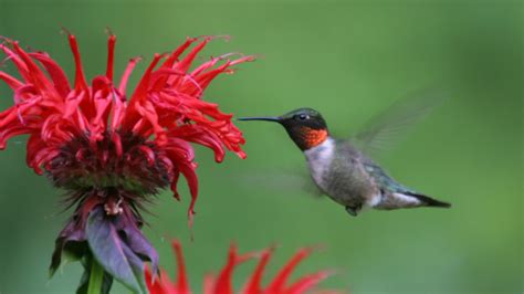 It's such a treat to see hummingbirds in your garden! Top 10 Plants And Flowers That Attract Hummingbirds To ...
