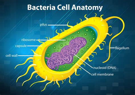 Bacteria Cell Structure Vector Art At Vecteezy