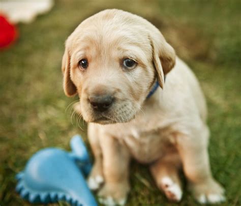 Why Is My Puppy Crying A Guide To Puppy Language In Dallas Tx