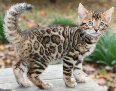 Bengal Kitten Bengals Pinterest