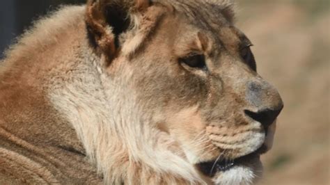 Female Lion With A Mane Has Died At Oklahoma City Zoo