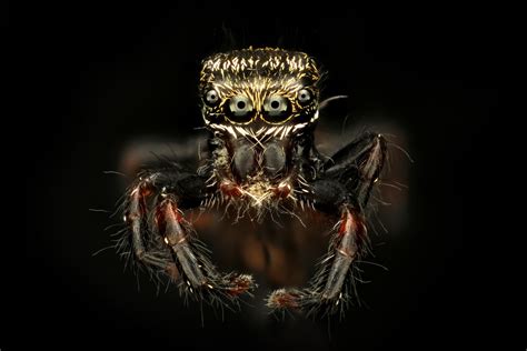 Z Očí Do Očí Nechte Se Hypnotizovat Pohledem Pavouků 1001