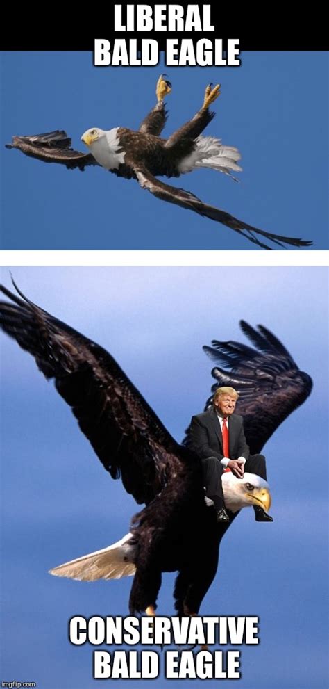 Bald Eagle Meme Photos