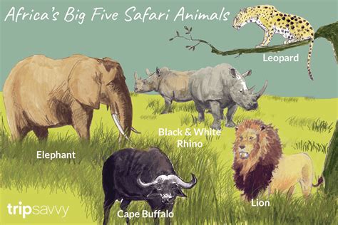 From lions and cheetahs to gorillas to gazelle to. An Introduction to Africa's Big Five Safari Animals
