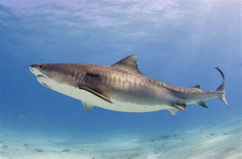 Filetiger Shark2 Wikimedia Commons