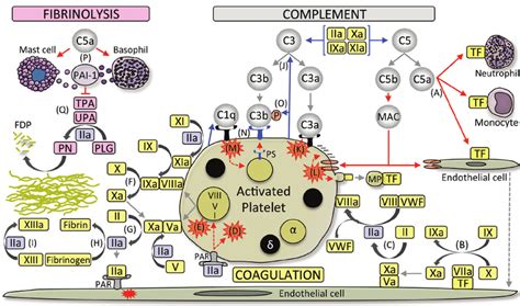 Interplay Between Complements And The Coagulation System Complement