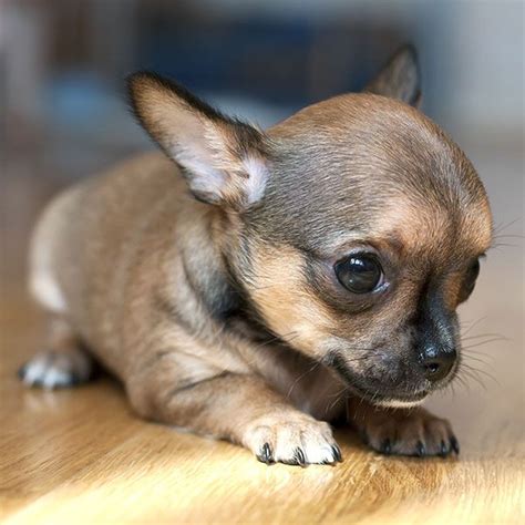 53 Chihuahua Breeders In Tennessee Image Bleumoonproductions