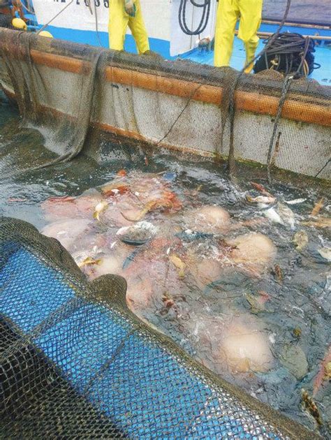 大型クラゲ12年ぶり大量出現 漁業関係者、定置網被害を警戒：中日新聞web
