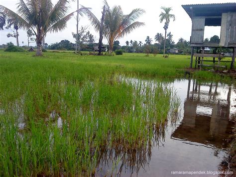 Dan gambar ini menjelaskan bahwa pencaharian seorang petani yang bekerja keras untuk mencukupi kebutuhan hidup keluarganya. Pemandangan Di Kampung : Sawah Padi ~ Cik Itah Personal ...