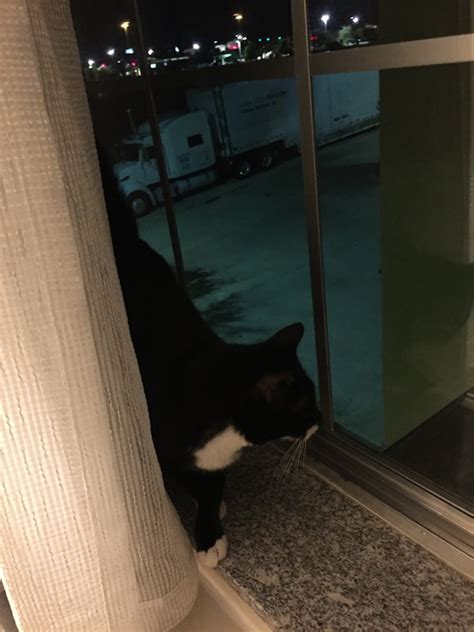 Evacuating With Your Cat To A Hotel Cattipper