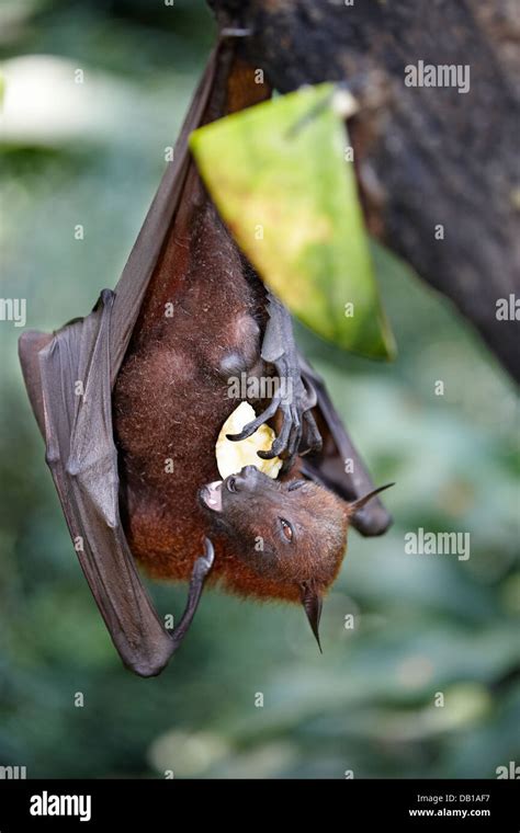Malayan Flying Fox Or Fruit Bat Eating In Singapore Zoo Scientific