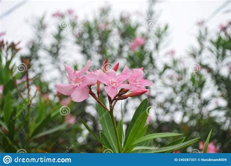 Flowering Nerium Oleander Flowers Pink Ornamental Beautiful Flower