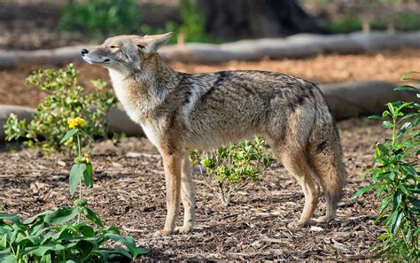 Urban Coyotes Do Not Rely On Human Food