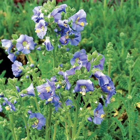 How to care for polemonium caeruleum. Blue Master Jacobs Ladder Plant