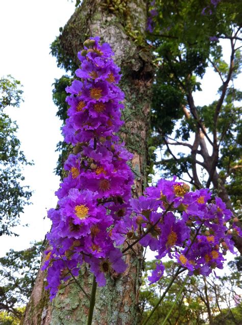 Singapore Plants Lover Purple Flowers Tree In Bishan Park