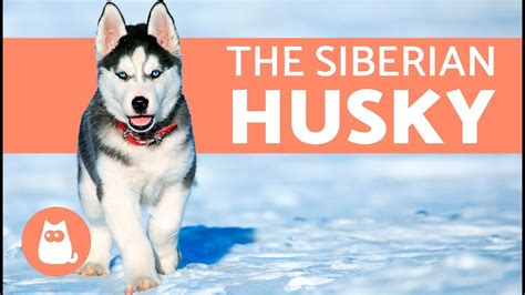 All About The Siberian Husky History And Care Your Pets Magazine