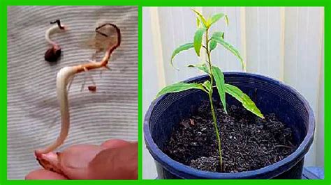 How To Grow Nectarine Tree From Seed Nectarine Seed Germination Youtube