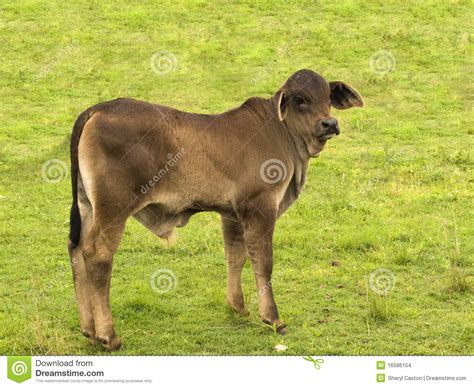 All about the brahman cattle breed, information, characteristics, temperament, milking,skin,meat, health , care, raising, breeding,feeding, breed associations,where to buy and much more. Young Brahman Cross Australian Calf Baby Bull Stock Photo - Image of farm, brahman: 16586154