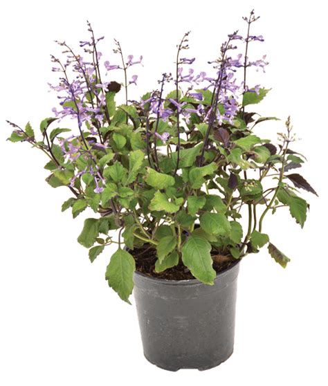Plectranthus Mona Lavender Lifestyle Home Garden Online Store