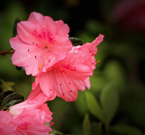 azalea coral bells rhododendron free photo on pixabay pixabay