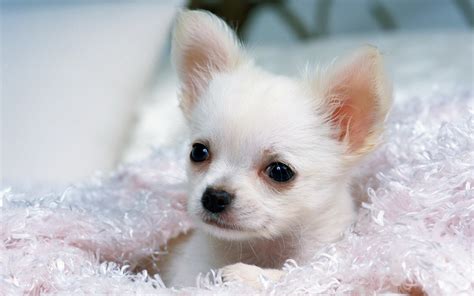 White Chihuahua Wallpapers And Images Wallpapers Pictures Photos