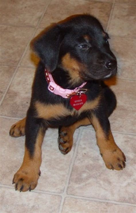 He made my first 16 years the best i could have hoped for. black lab rottweiler mix puppies for sale | Zoe Fans Blog ...