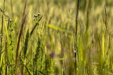 Close Up Of Green Wheat On A Warm Soft Spring Sun Wheat Plant Detail