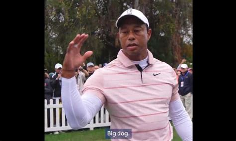 Tiger Woods Big Dog Meme Best Posts Photos Of The New Meme Thats