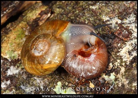 Minibeast Wildlife Rainforest Encounters Carnivorous Snail