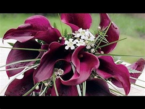 Burgundy wedding bouquets with lilies. Burgundy Calla Lilies Wedding Bouquet - YouTube