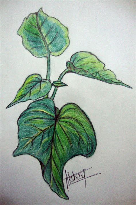 Akshayartcorner Colour Pencil Sketches Leaf Study