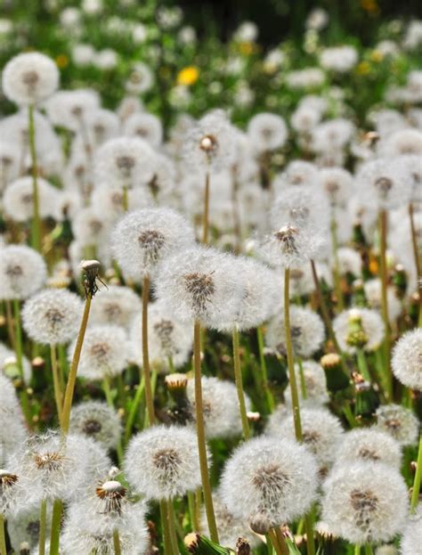 Occasionally, it will reach a height of 40 feet with a trunk diameter of 12 to 18 inches. Three Dogs in a Garden: Spring Flowering Trees in all ...