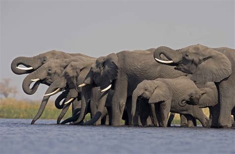 Elephants At Selinda Camp Botswana Africa Safari Big5 Elephant