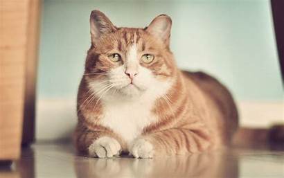 Cat Fat Wallpapers Cats Sad Wallpapersafari Pancreatitis