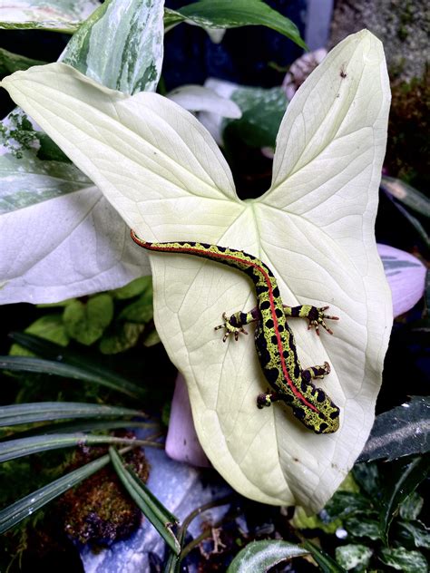 Marbled Newt Lives In My Paludarium R PlantedTank