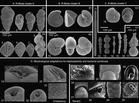 Fossil Benthic Foraminifera Morphologic Adaptation Kleptoplastidy