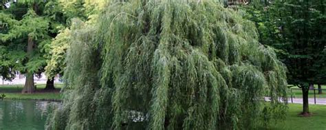 White Willow Benefits And Side Effects