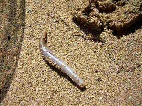 gross sandworm - YouTube