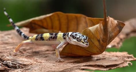 Leopard geckos can also reabsorb their eggs. How Long Do Leopard Geckos Live? Leopard Gecko Lifespan ...