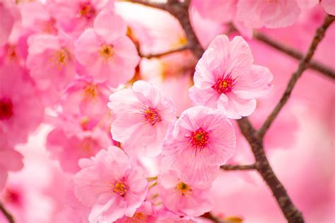 Cherry Blossoms Flowers Spring Sakura Flower Flowering Plant